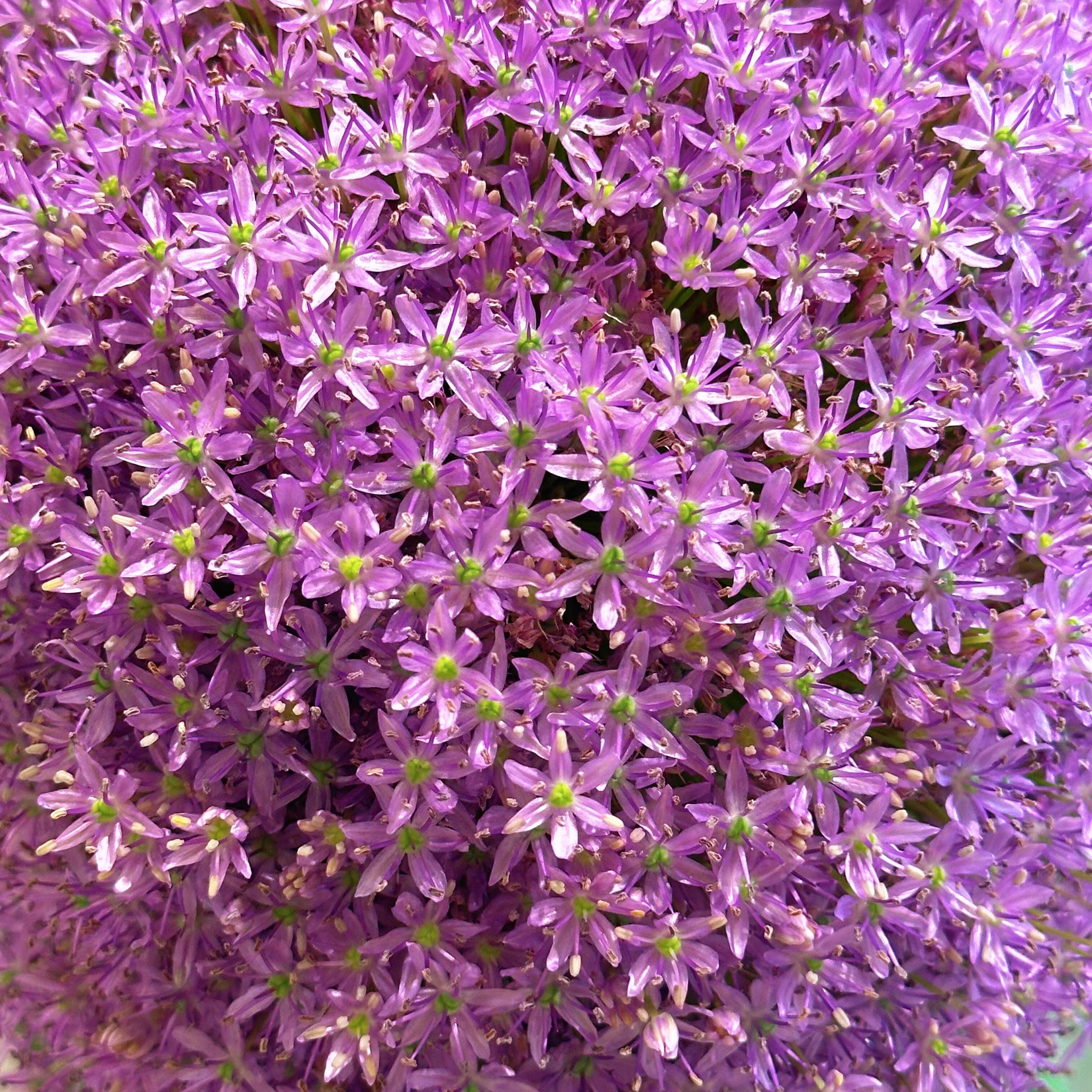 Ornamental Deer-Resistant Allium Flower Seeds – 345 Seeds