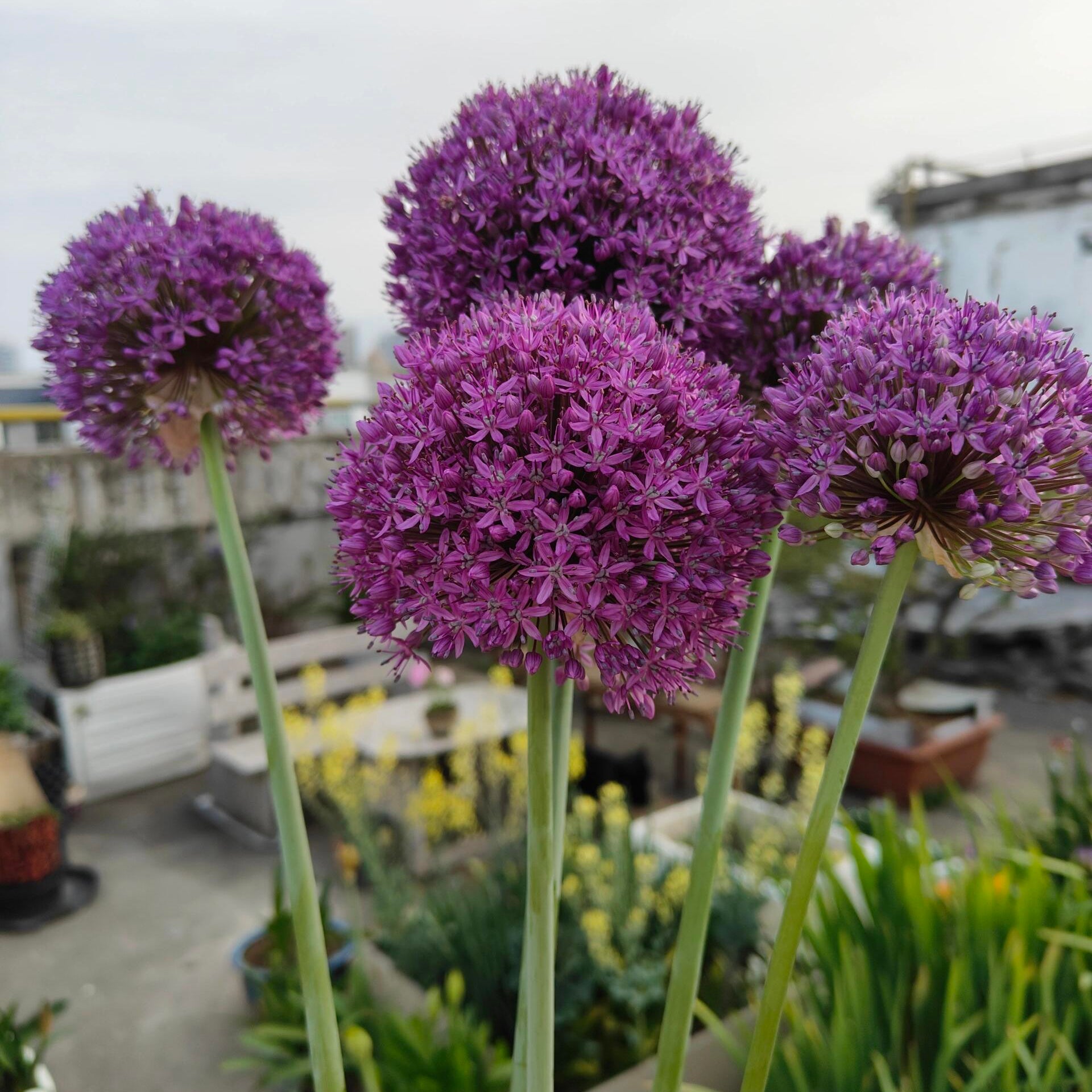 Ornamental Deer-Resistant Allium Flower Seeds – 345 Seeds