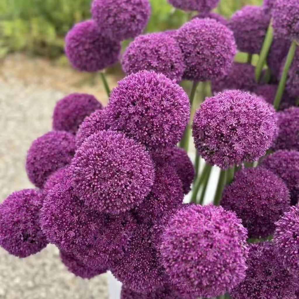 Ornamental Deer-Resistant Allium Flower Seeds – 345 Seeds