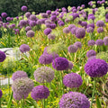 Ornamental Deer-Resistant Allium Flower Seeds – 345 Seeds