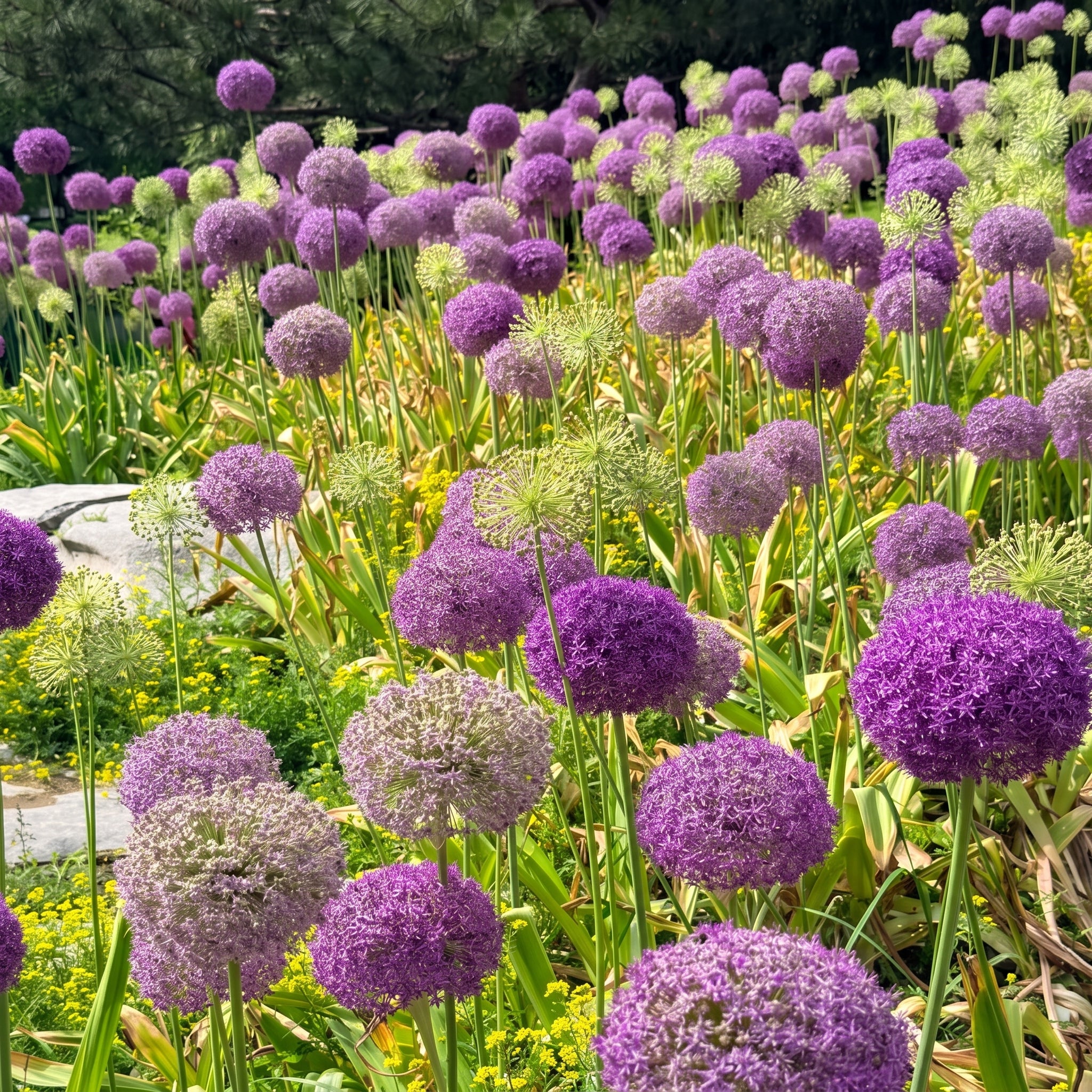 Ornamental Deer-Resistant Allium Flower Seeds – 345 Seeds