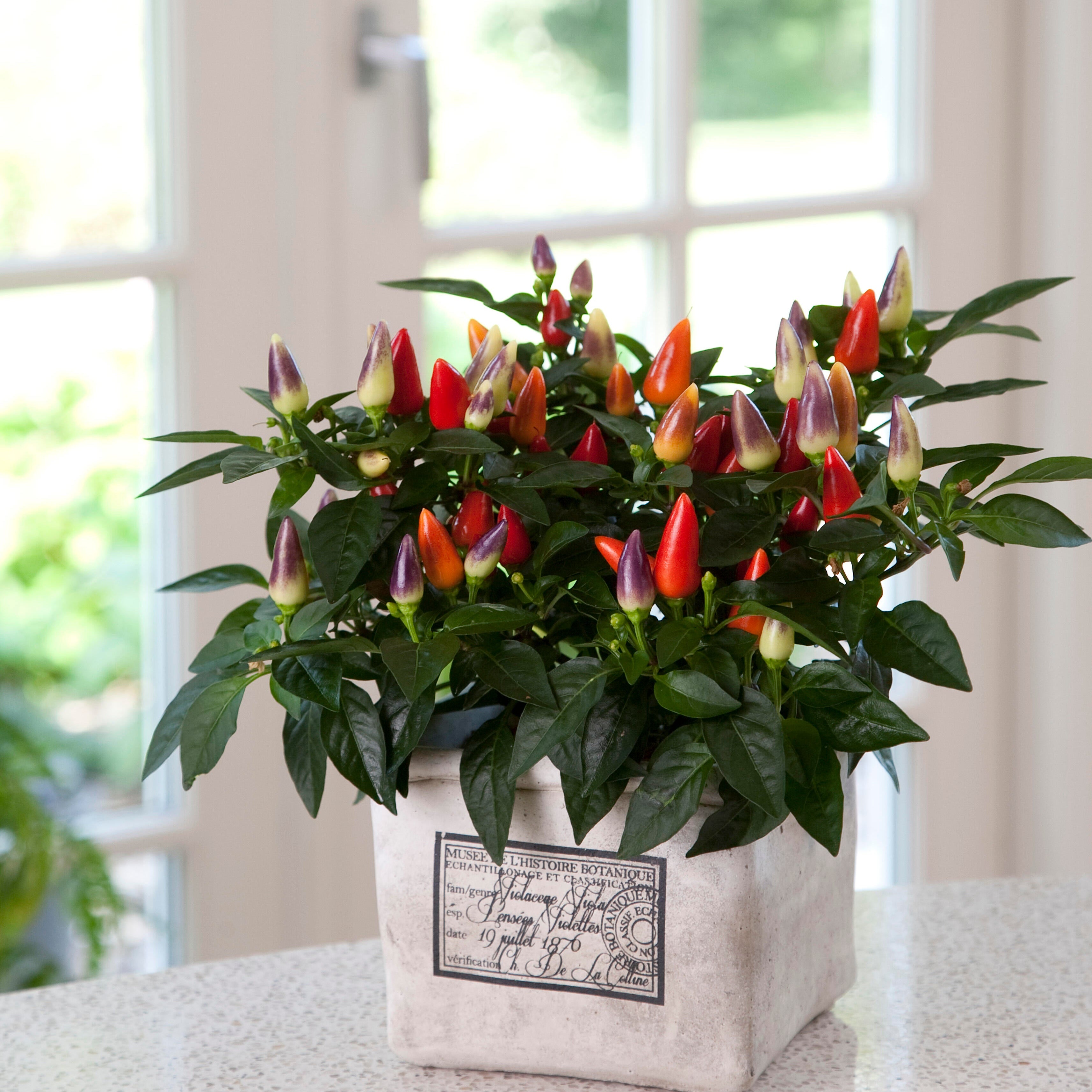 Colorful Sweet Bell Pepper Vegetable Seeds – 137 Seeds