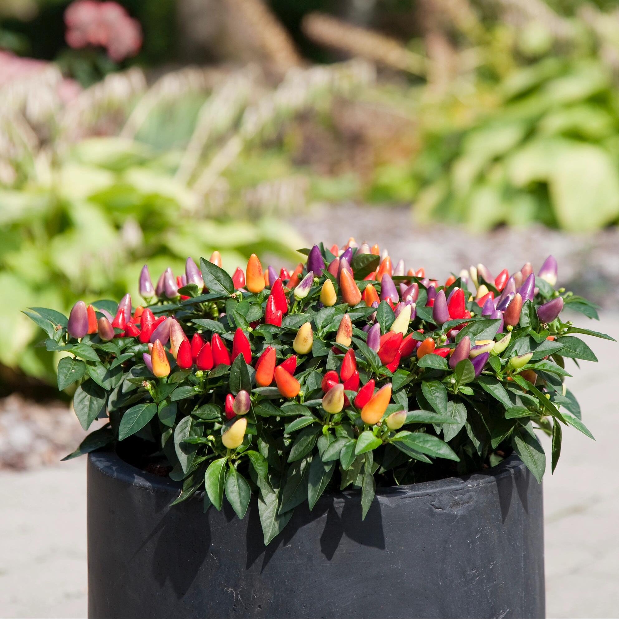 Colorful Sweet Bell Pepper Vegetable Seeds – 137 Seeds