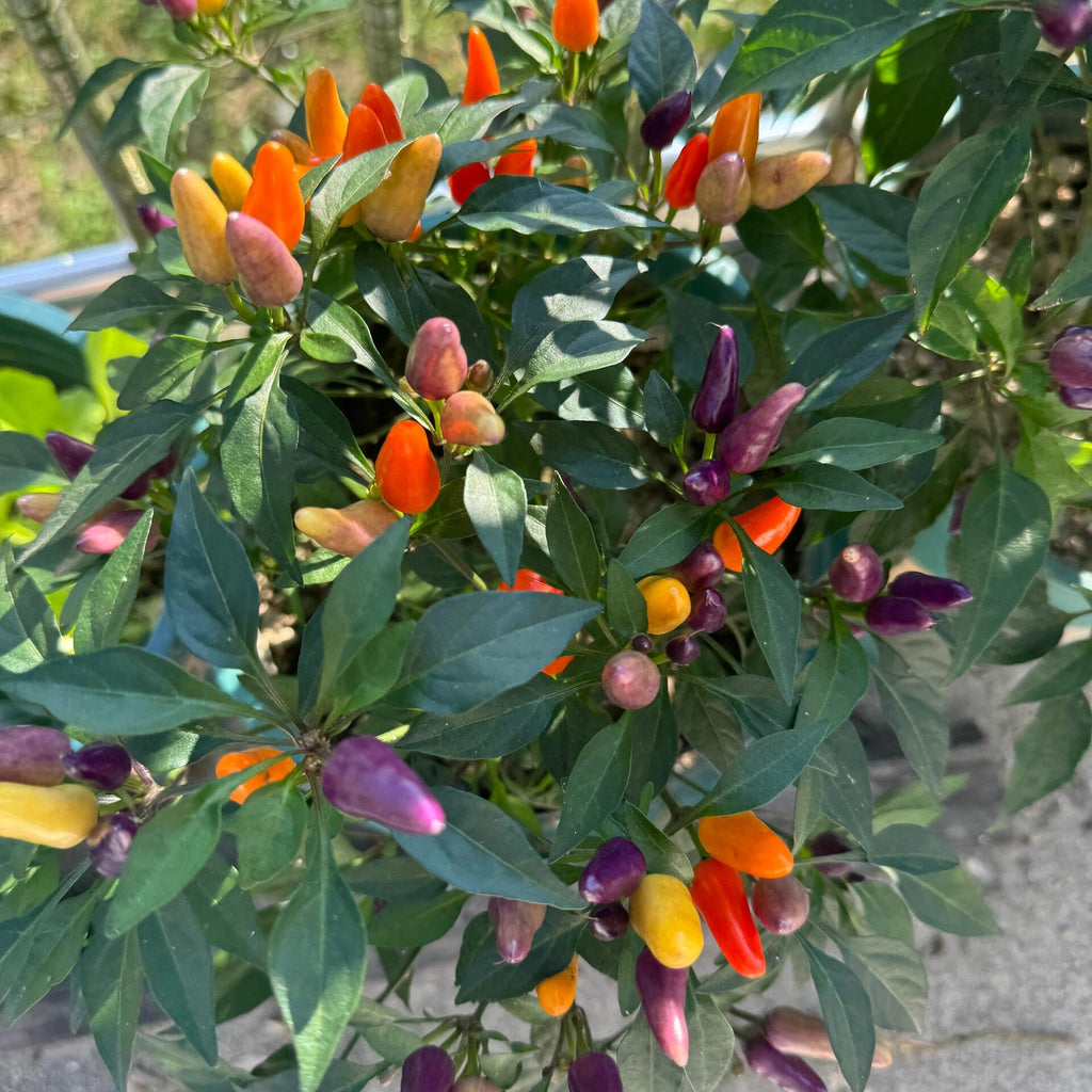 Colorful Sweet Bell Pepper Vegetable Seeds – 137 Seeds