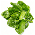 Malabar spinach Seeds - 103 Seeds