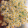 Aromatic Chamomile Herb Seeds – 450 Seeds