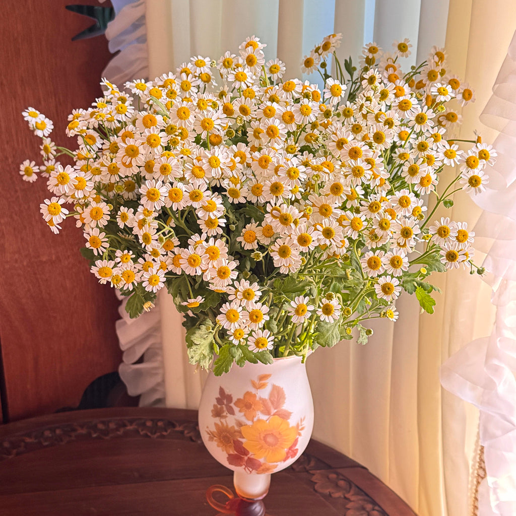 Aromatic Chamomile Herb Seeds – 450 Seeds