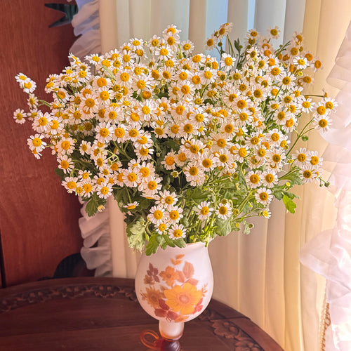 Aromatic Chamomile Herb Seeds – 450 Seeds