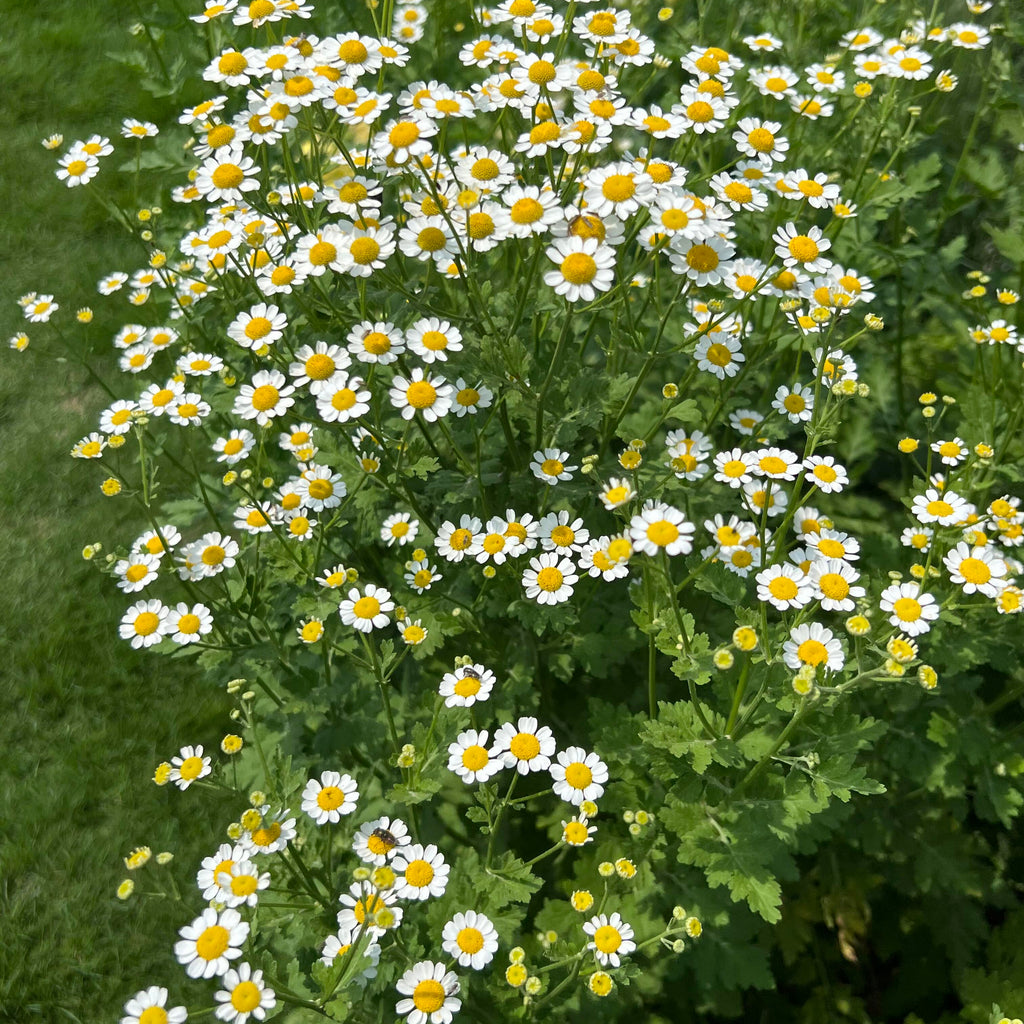 Aromatic Chamomile Herb Seeds – 450 Seeds