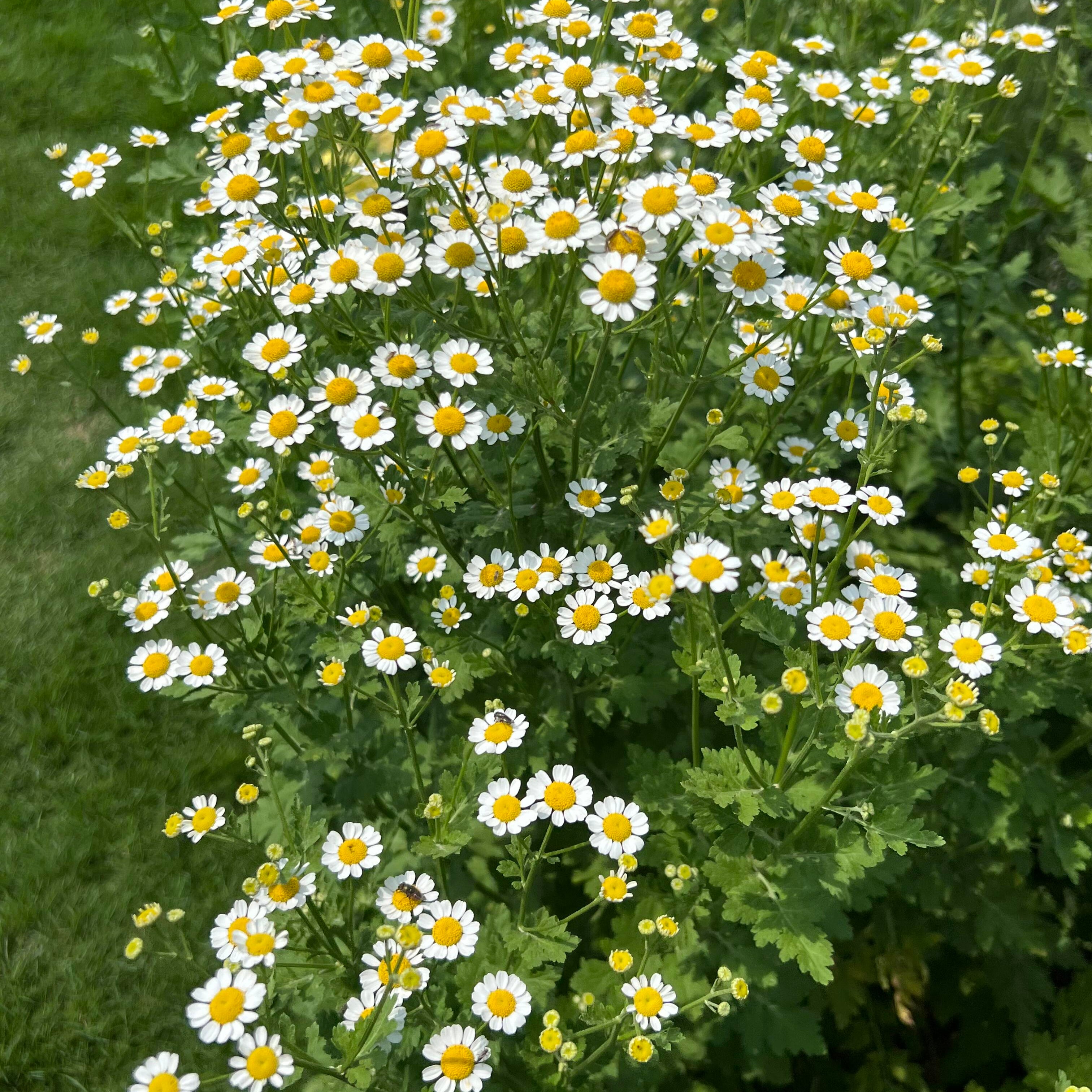 Aromatic Chamomile Herb Seeds – 450 Seeds