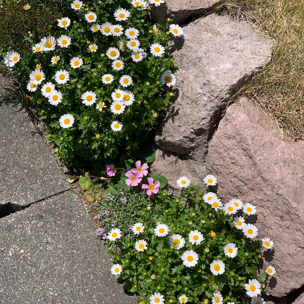 Aromatic Chamomile Herb Seeds – 450 Seeds