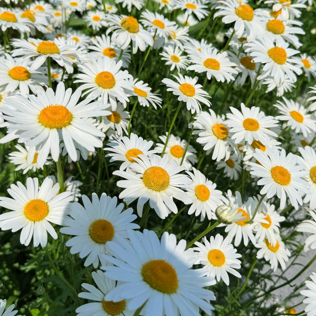 Aromatic Chamomile Herb Seeds – 450 Seeds