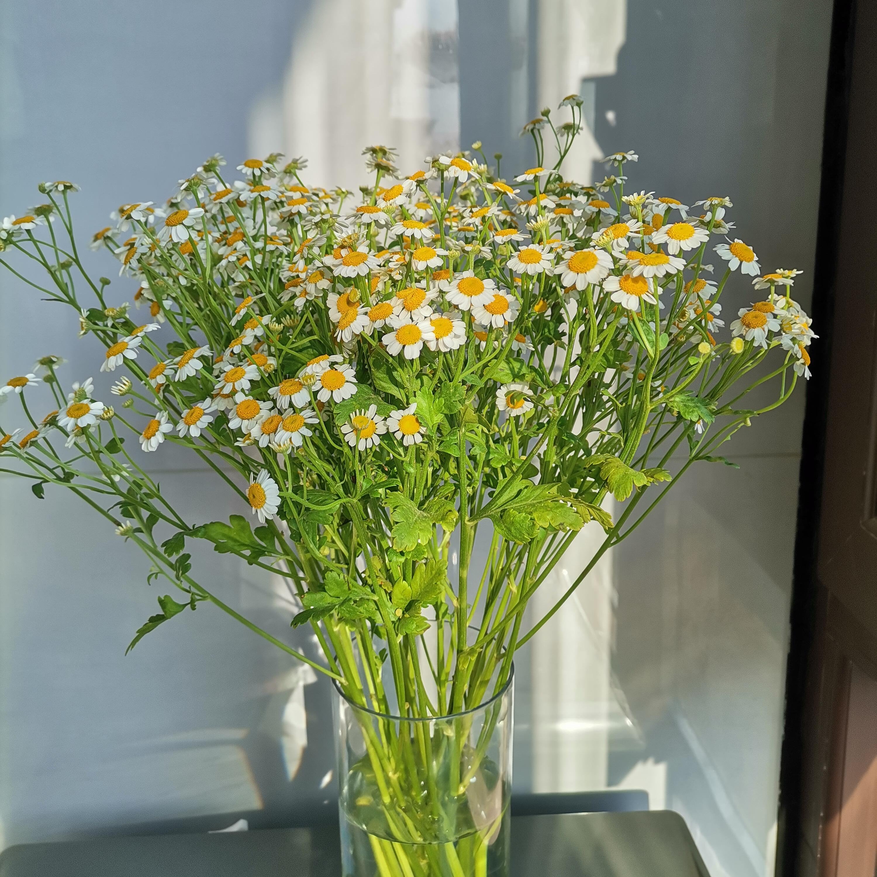 Aromatic Chamomile Herb Seeds – 450 Seeds