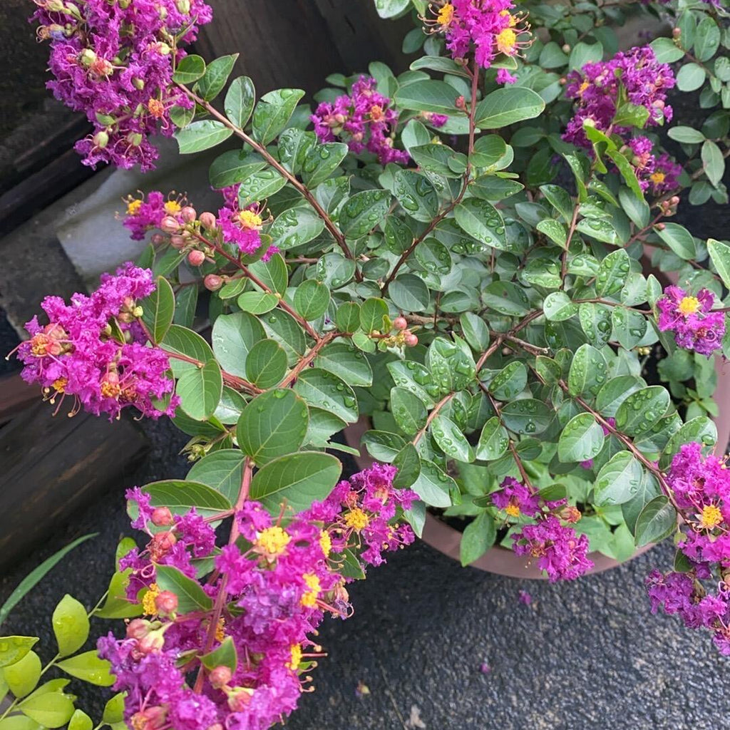 Vibrant Flowering Crape Myrtle Tree Seeds – 250 Seeds