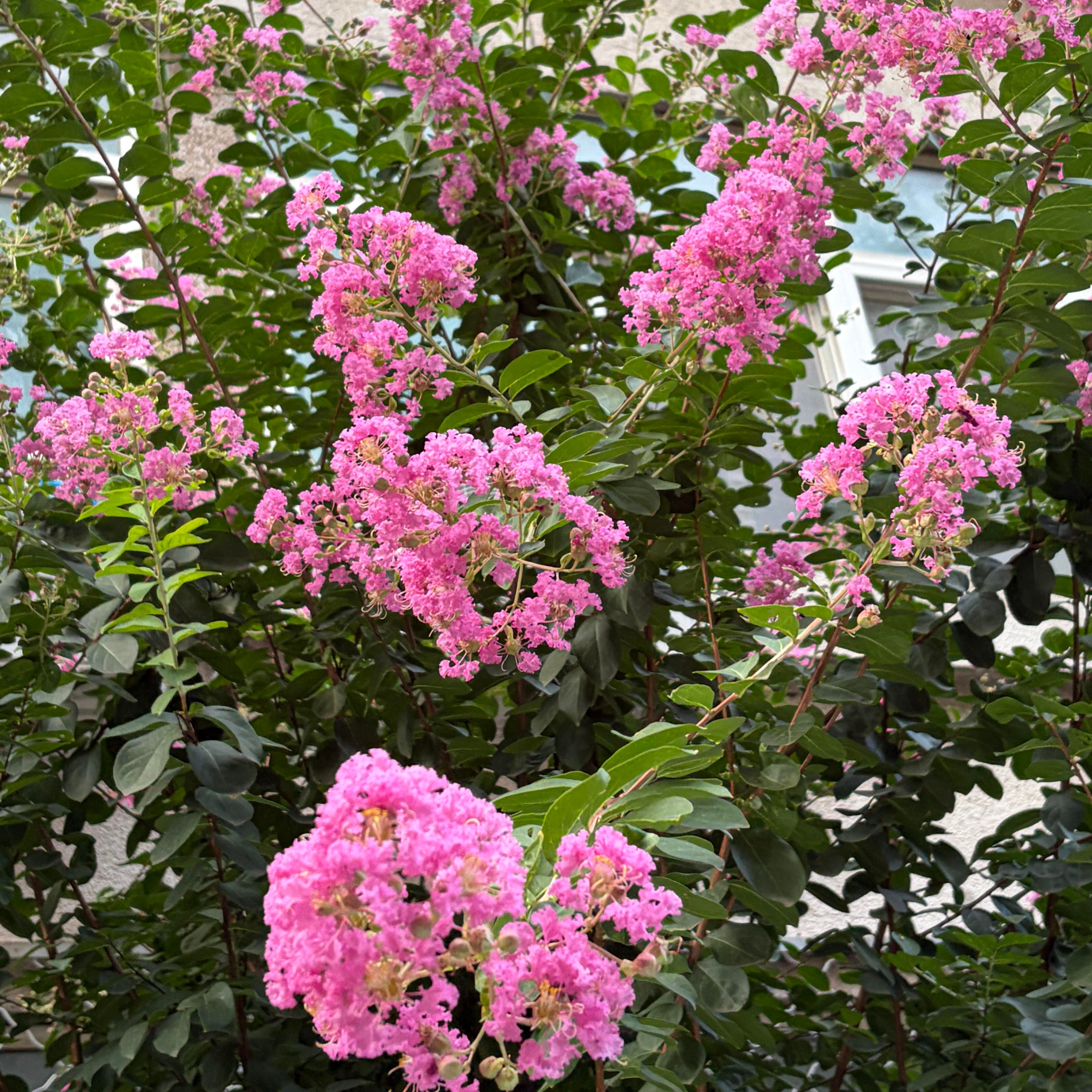 Vibrant Flowering Crape Myrtle Tree Seeds – 250 Seeds