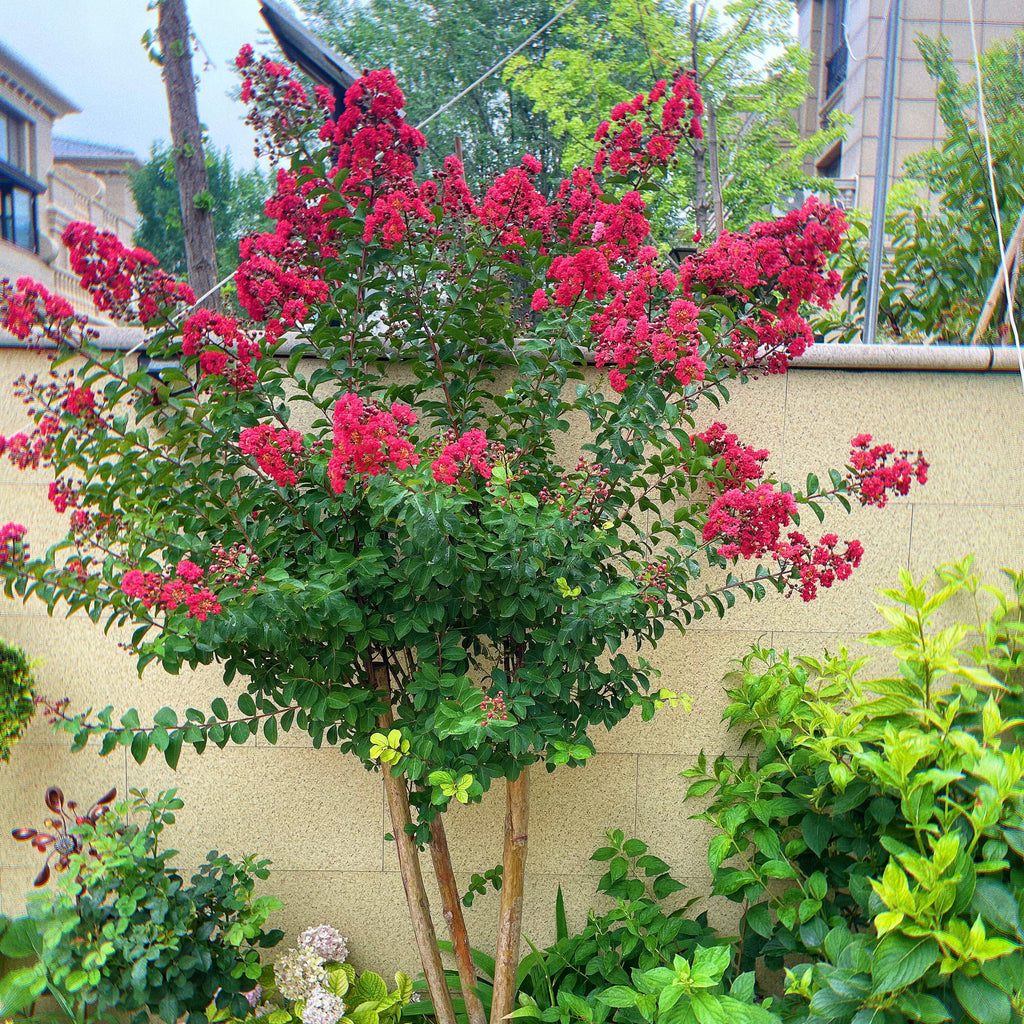 Vibrant Flowering Crape Myrtle Tree Seeds – 250 Seeds