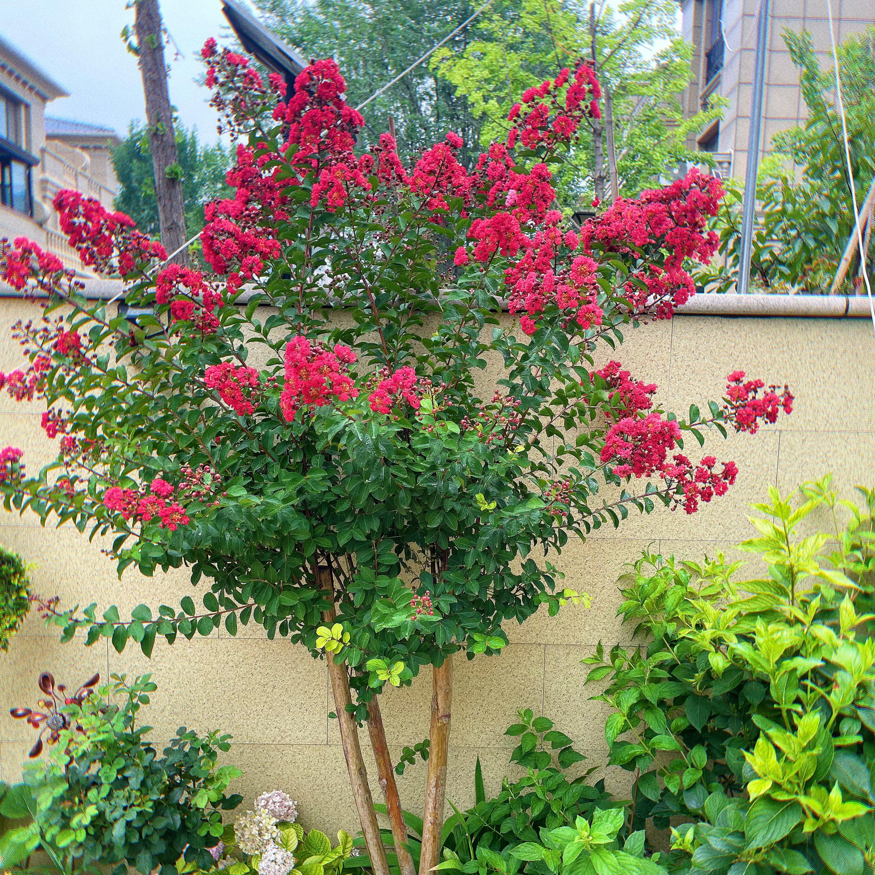 Vibrant Flowering Crape Myrtle Tree Seeds – 250 Seeds