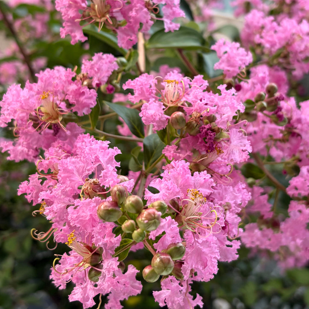 Vibrant Flowering Crape Myrtle Tree Seeds – 250 Seeds