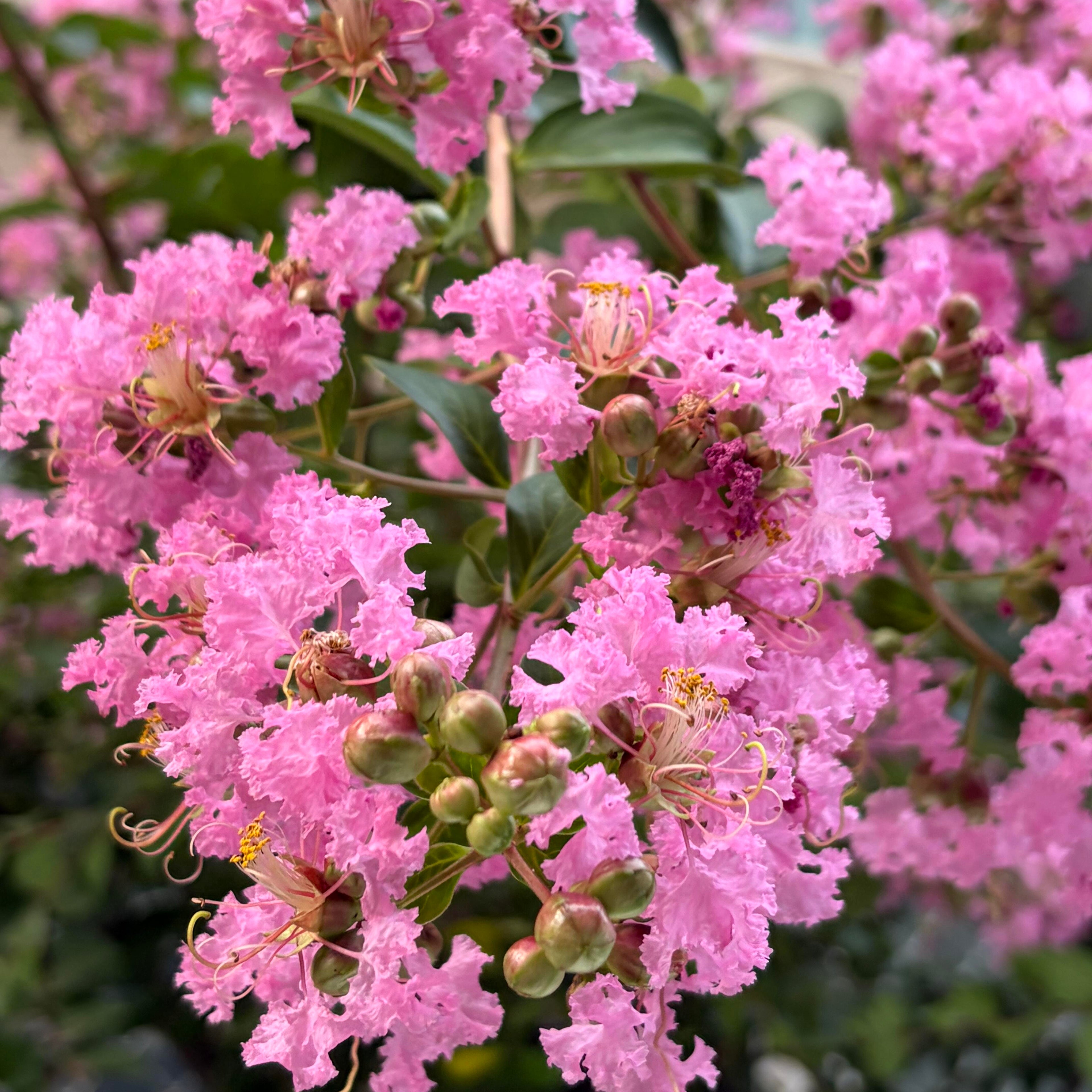 Vibrant Flowering Crape Myrtle Tree Seeds – 250 Seeds