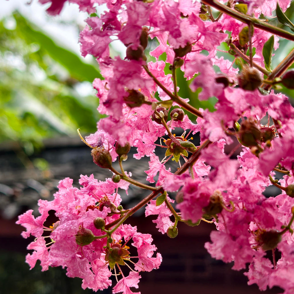 Vibrant Flowering Crape Myrtle Tree Seeds – 250 Seeds