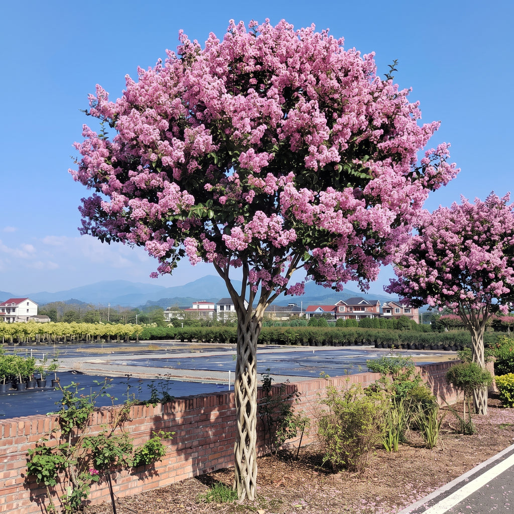 Vibrant Flowering Crape Myrtle Tree Seeds – 250 Seeds