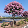 Vibrant Flowering Crape Myrtle Tree Seeds – 250 Seeds