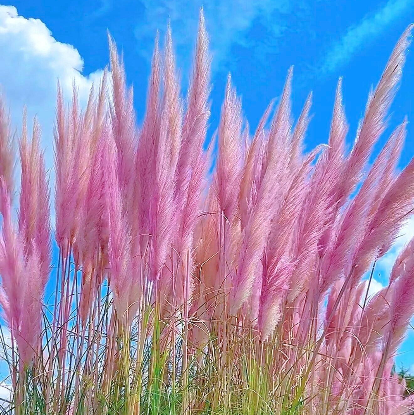 Bulk Ornamental Pampas Grass Seeds – 2700 Seeds