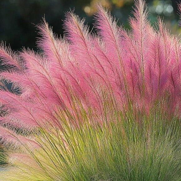 Bulk Ornamental Pampas Grass Seeds – 2700 Seeds