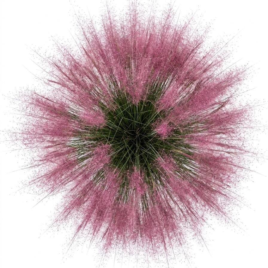 Bulk Ornamental Pampas Grass Seeds – 2700 Seeds