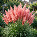 Bulk Ornamental Pampas Grass Seeds – 2700 Seeds