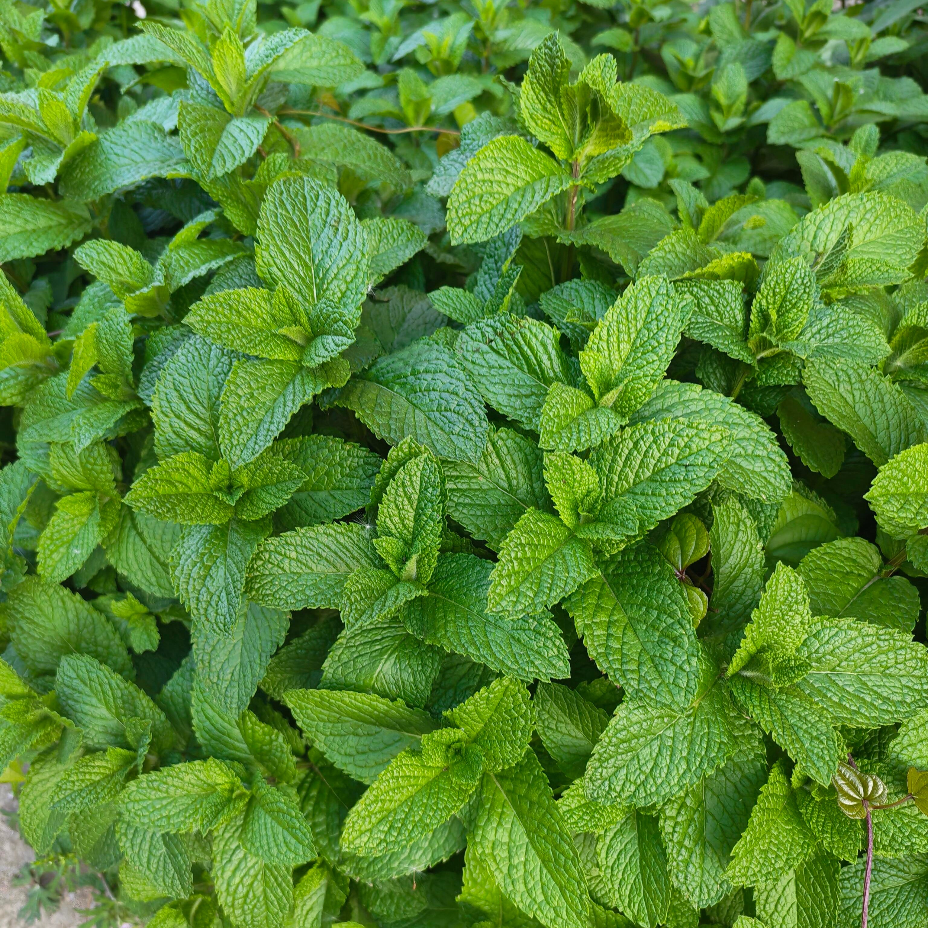 Bulk Aromatic Mint Herb Seeds – 2000 Seeds