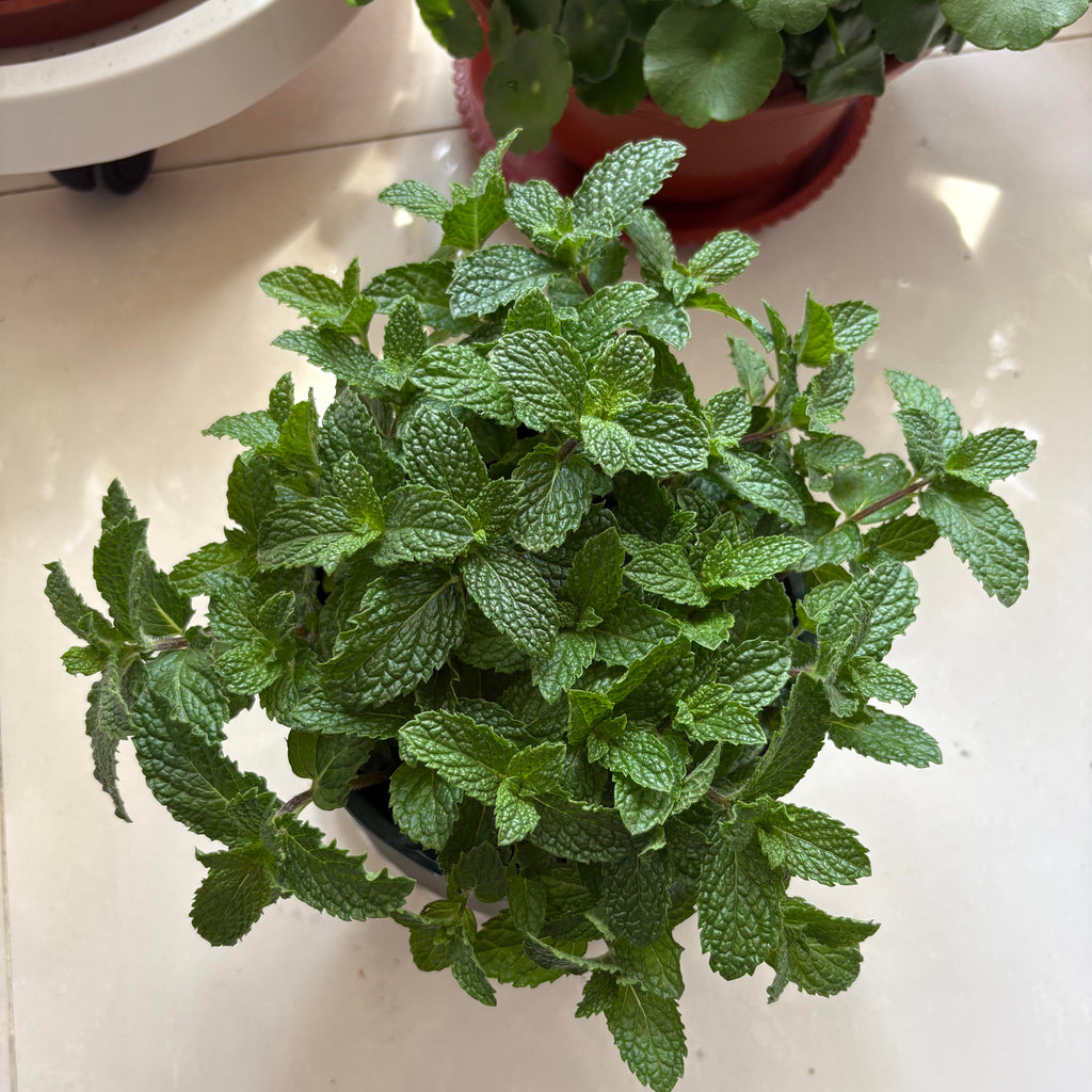 Bulk Aromatic Mint Herb Seeds – 2000 Seeds