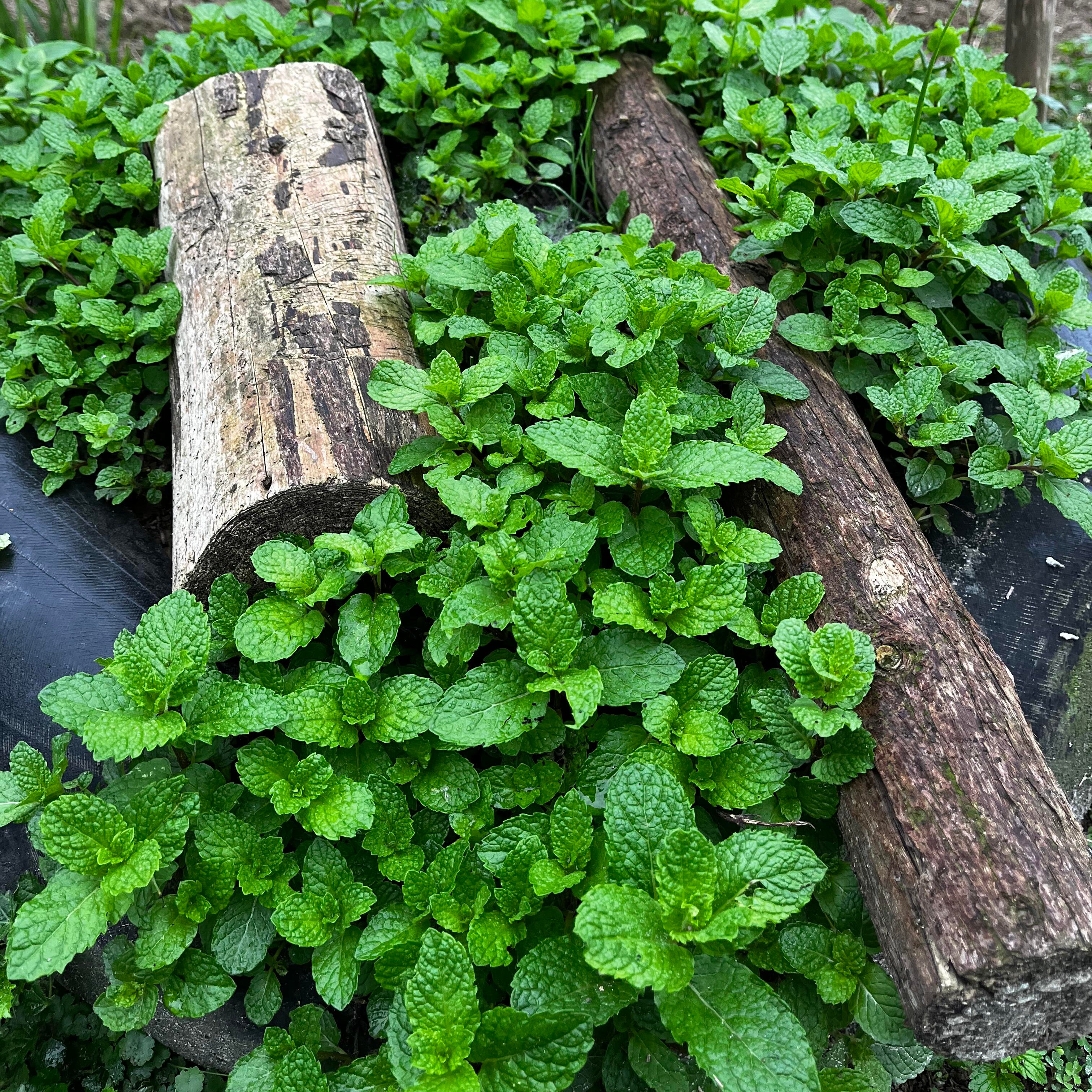 Bulk Aromatic Mint Herb Seeds – 2000 Seeds