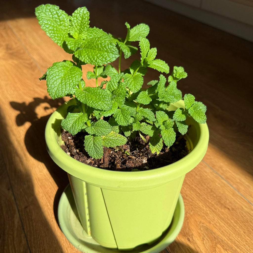 Bulk Aromatic Mint Herb Seeds – 2000 Seeds