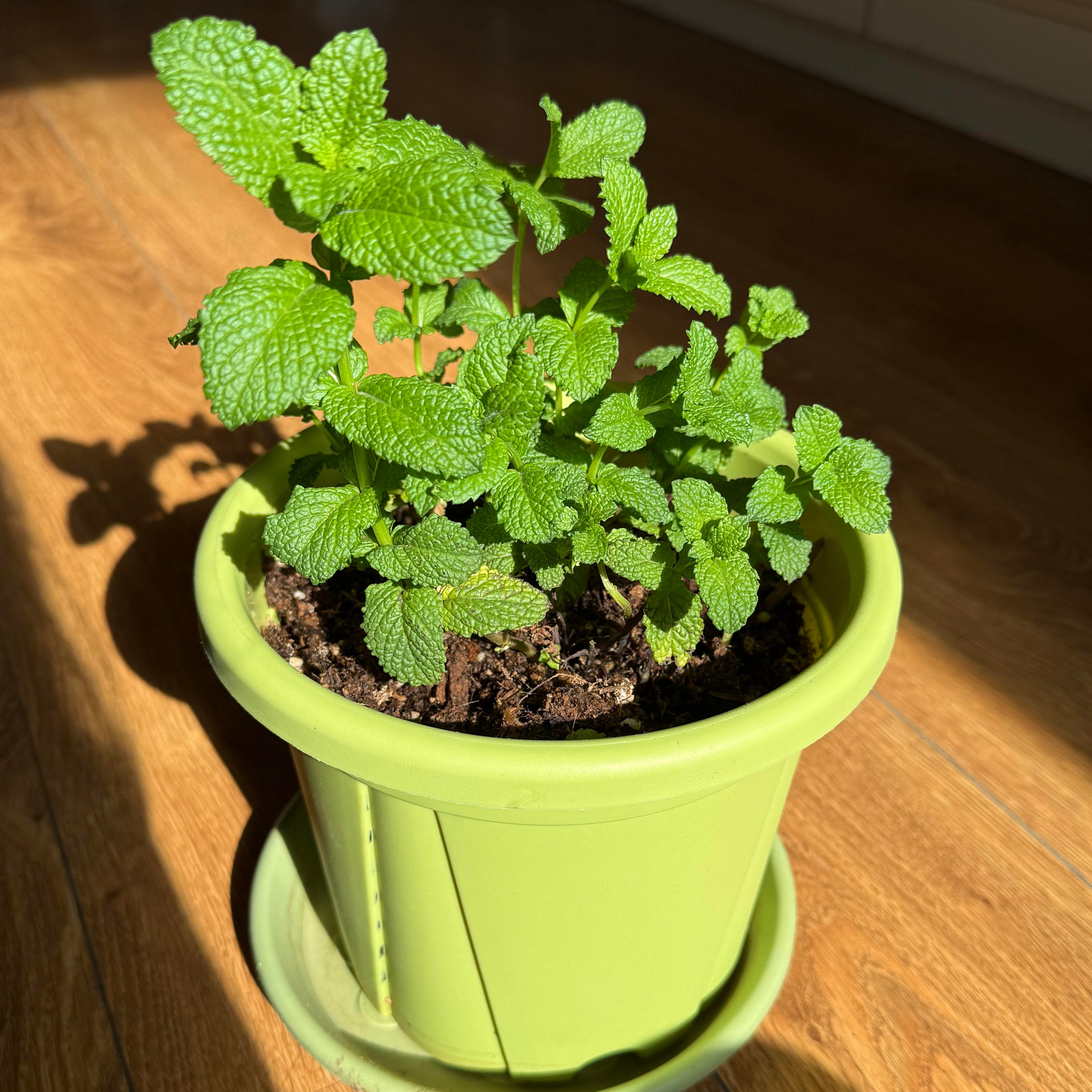 Bulk Aromatic Mint Herb Seeds – 2000 Seeds