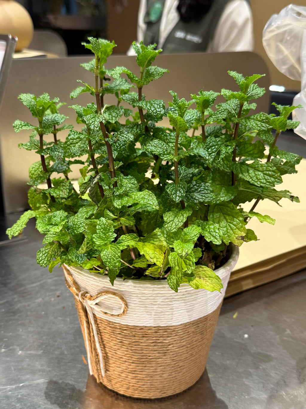 Bulk Aromatic Mint Herb Seeds – 2000 Seeds