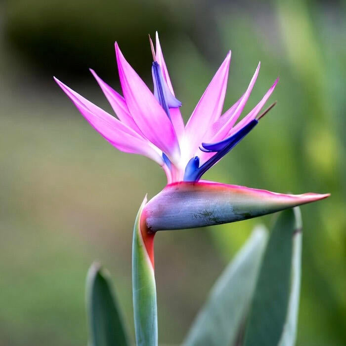 Spectacular Bird of Paradise Flower Seeds – 13 Seeds