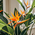 Spectacular Bird of Paradise Flower Seeds – 13 Seeds