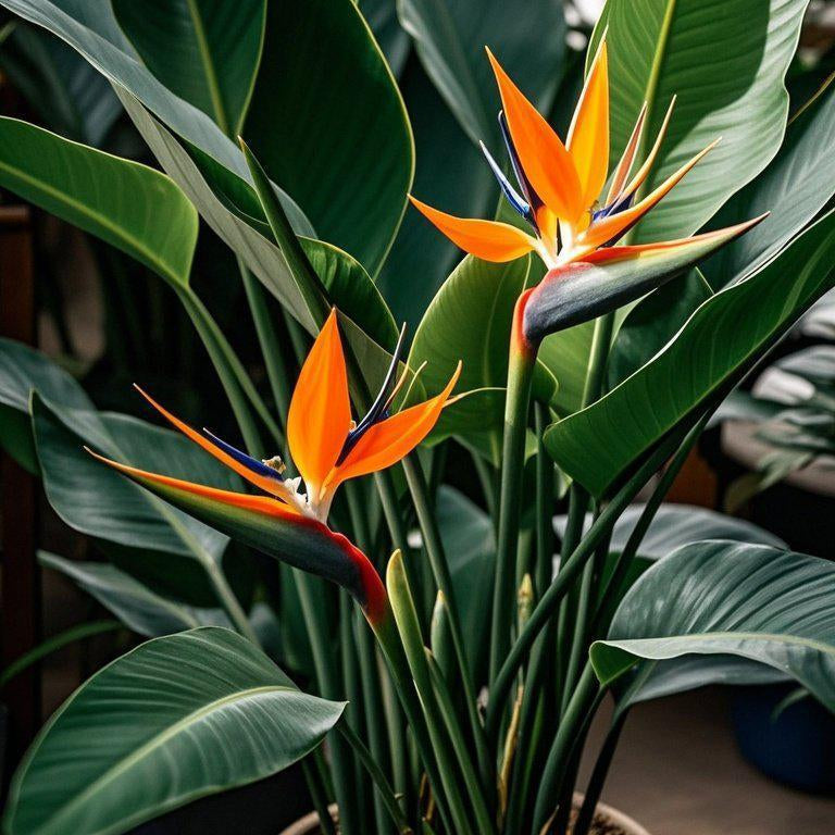 Spectacular Bird of Paradise Flower Seeds – 13 Seeds