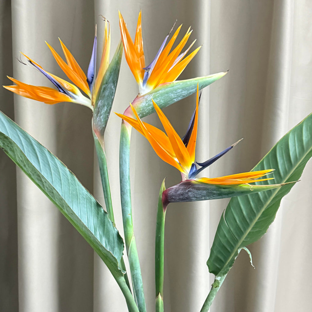 Spectacular Bird of Paradise Flower Seeds – 13 Seeds