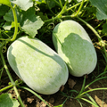 Wax gourd Seeds - 40 Seeds