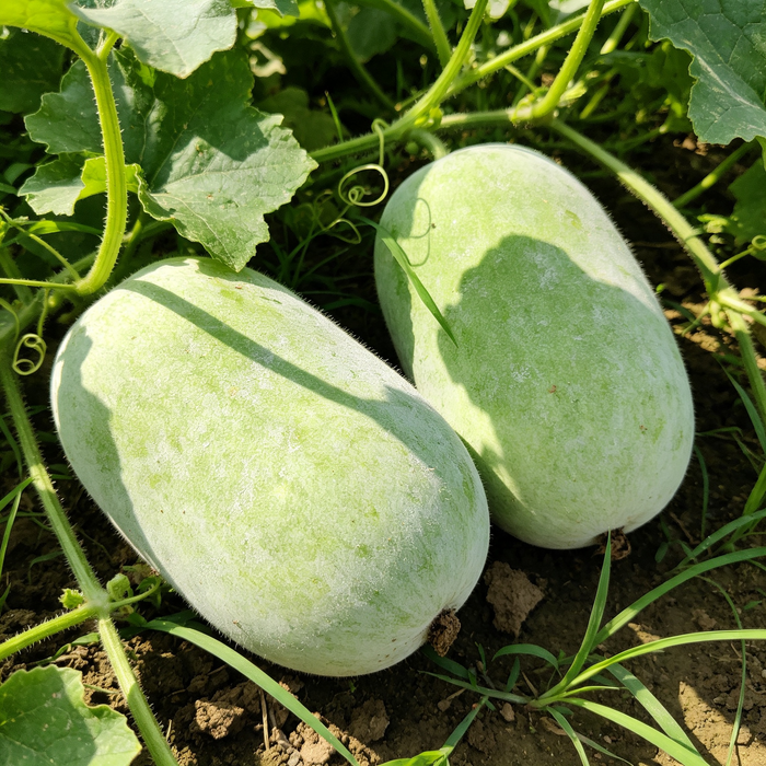Wax gourd Seeds - 40 Seeds