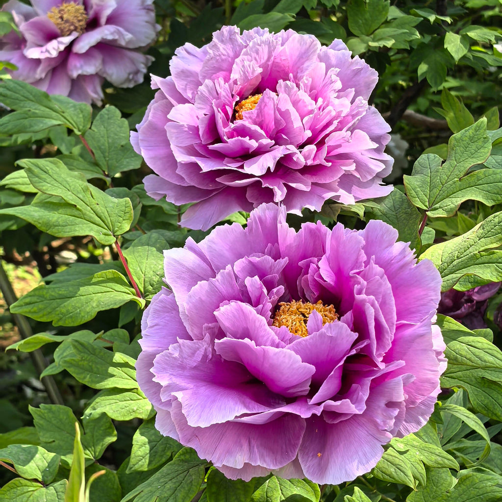 Elegant Perennial Peony Flower Seeds – 20 Seeds