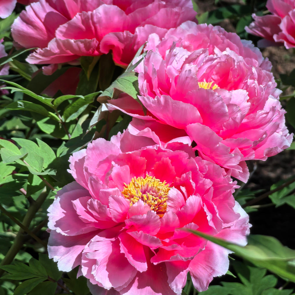 Elegant Perennial Peony Flower Seeds – 20 Seeds