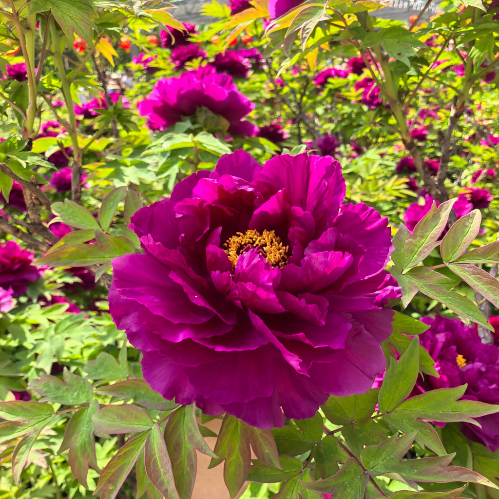 Elegant Perennial Peony Flower Seeds – 20 Seeds