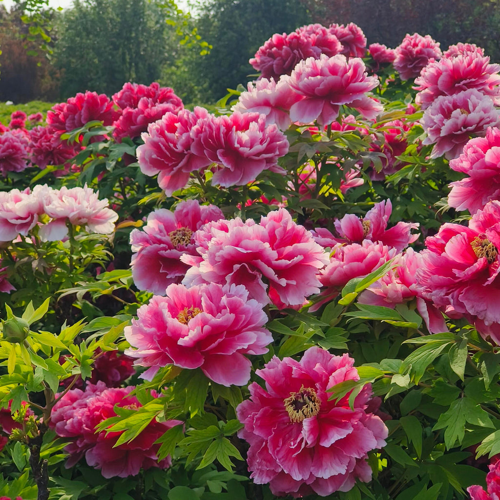 Elegant Perennial Peony Flower Seeds – 20 Seeds