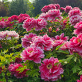 Elegant Perennial Peony Flower Seeds – 20 Seeds