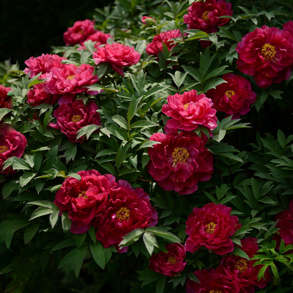 Elegant Perennial Peony Flower Seeds – 20 Seeds
