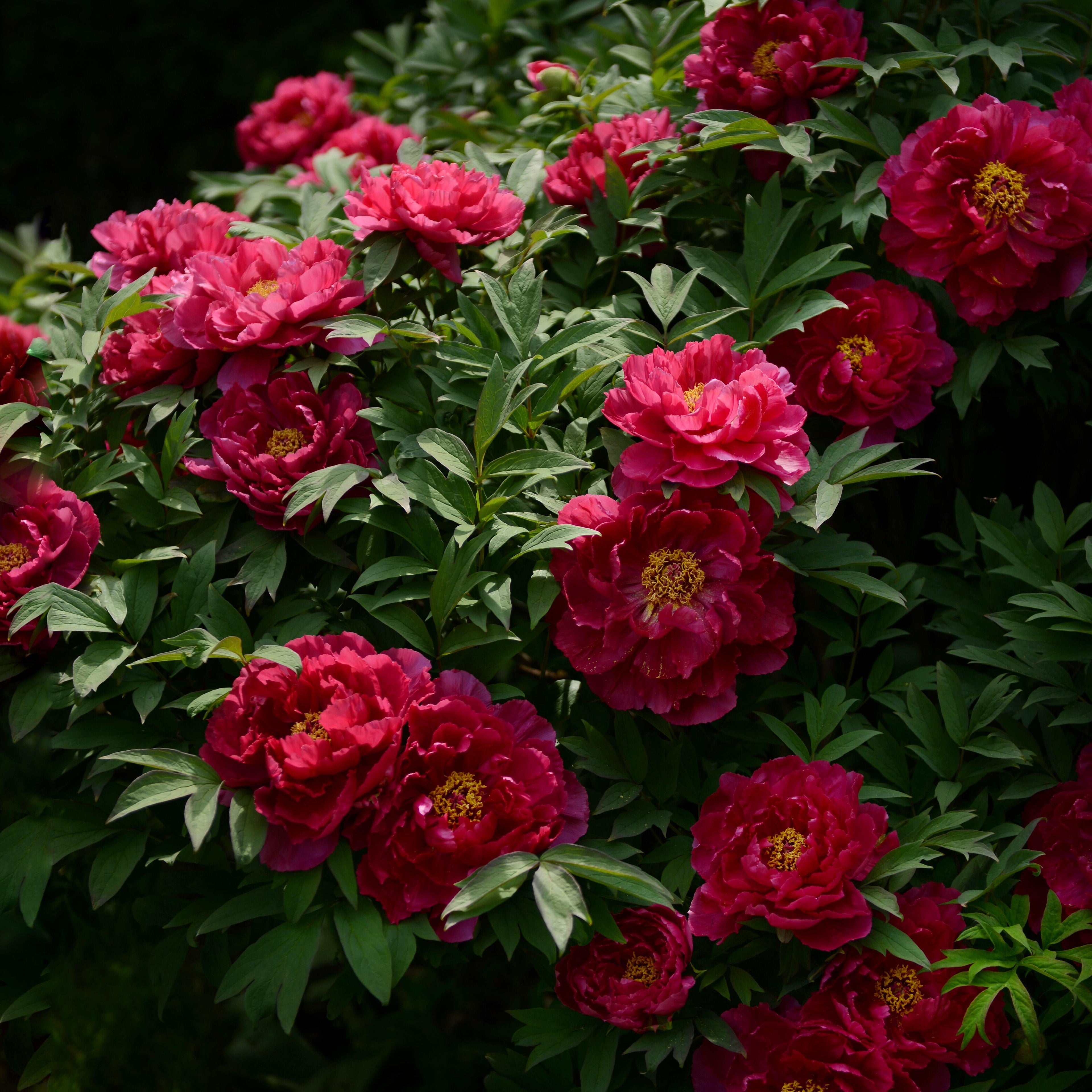 Elegant Perennial Peony Flower Seeds – 20 Seeds