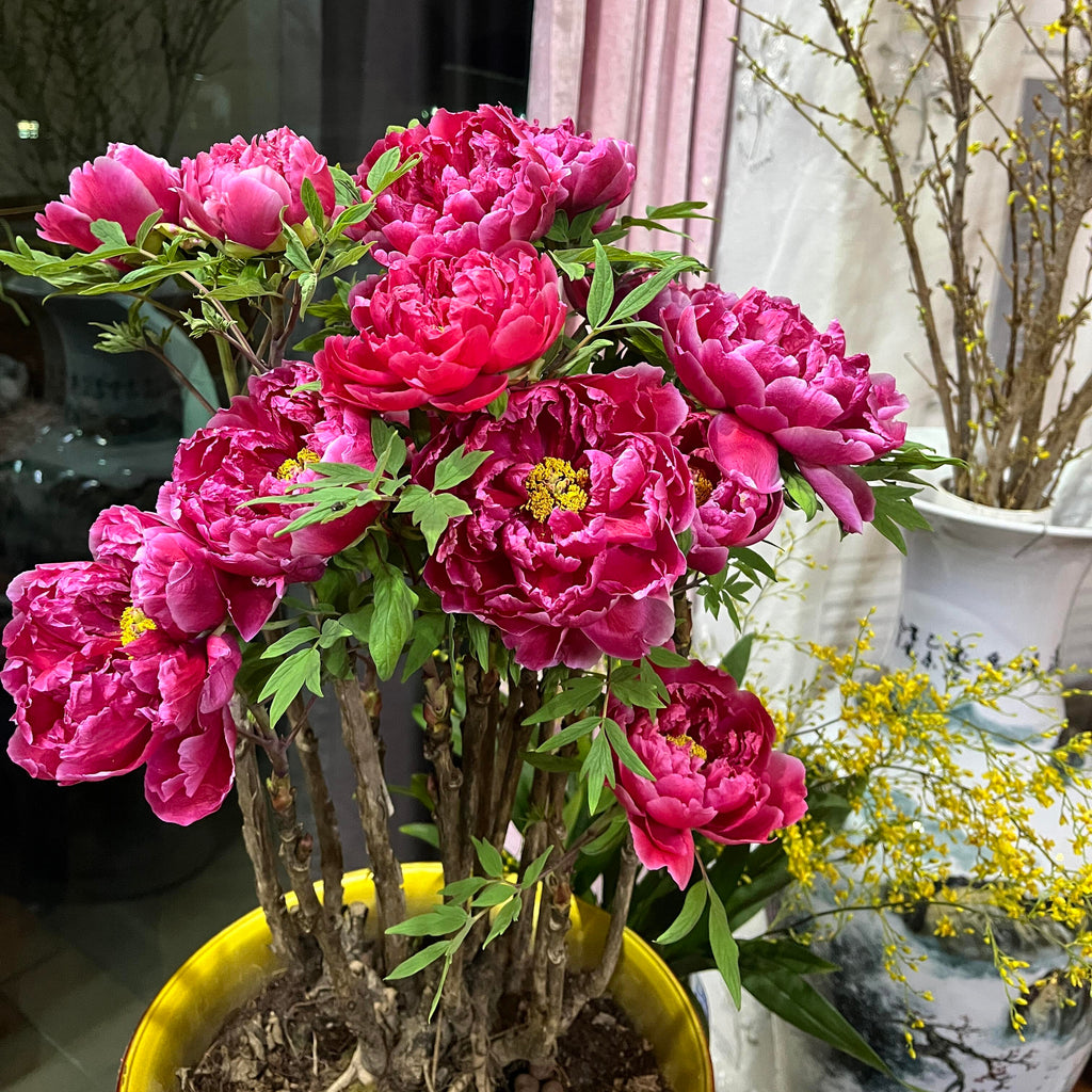Elegant Perennial Peony Flower Seeds – 20 Seeds